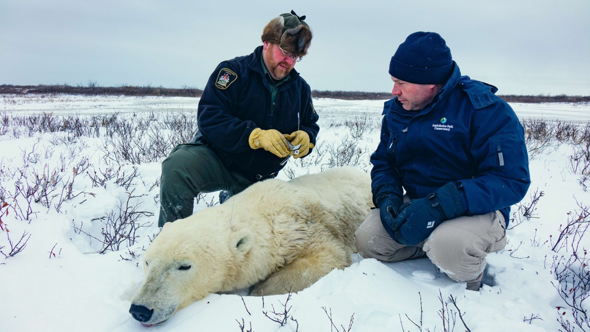 Arktičtí zachránci zvířat