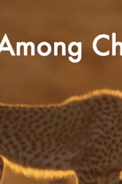 Člověk mezi gepardy