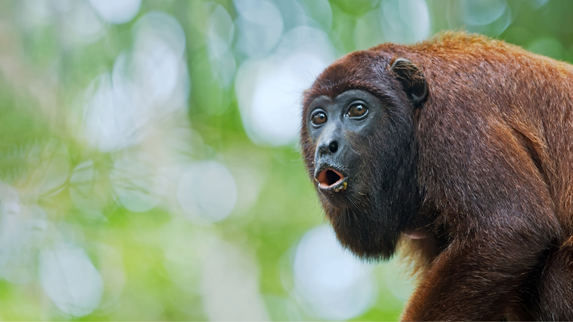 Dešifrování zvířecí řeči