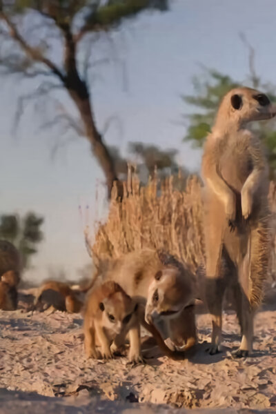 Dešifrování zvířecí řeči