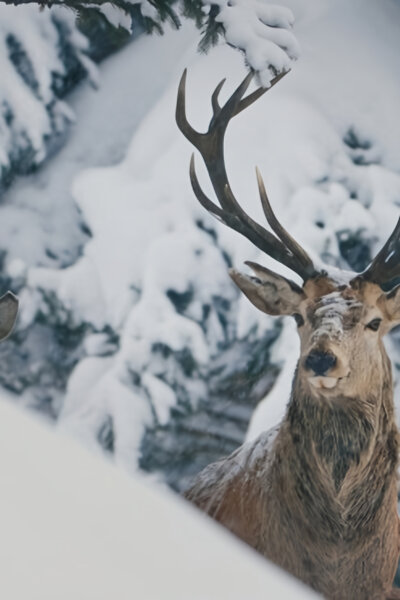 Divoké předhůří Alp