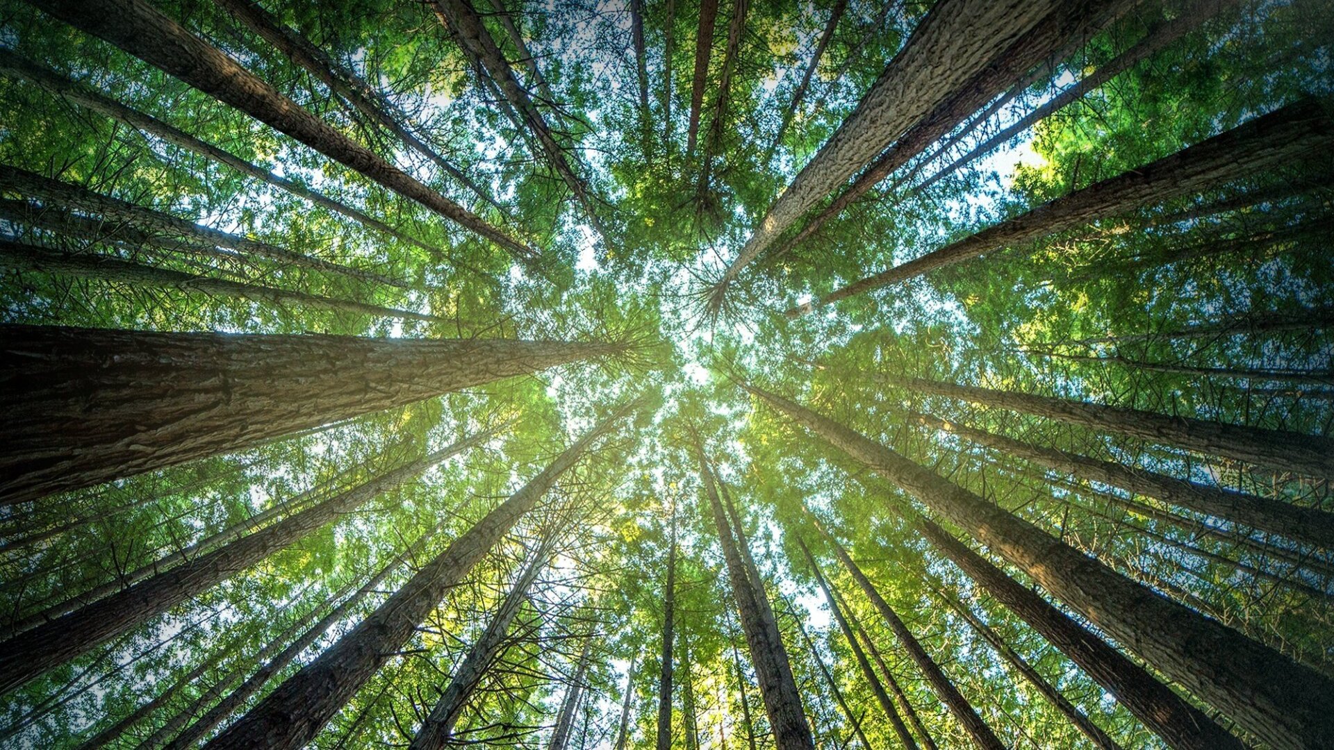 Dřevařští titáni