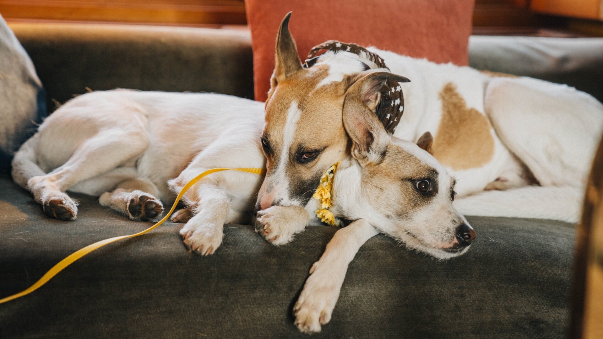 Gump – jsme dvojka