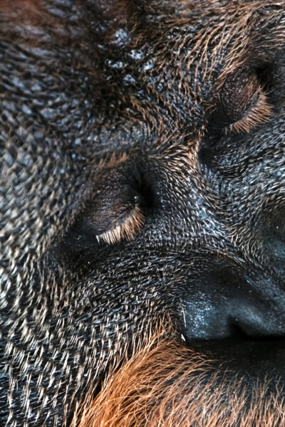 Jak divoká zvířata spí