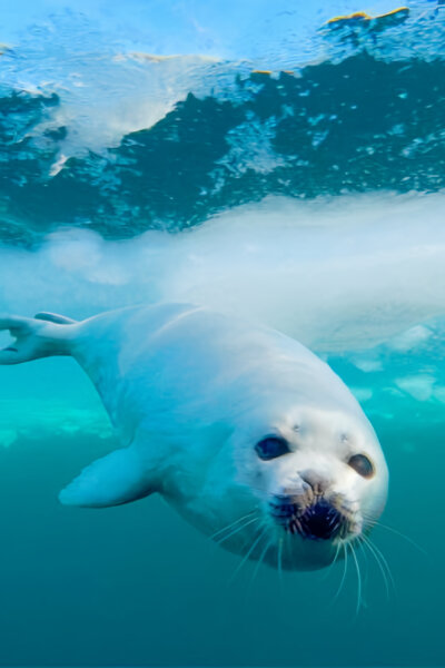 Jak přežít mráz v divočině