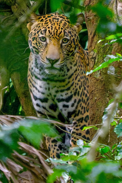 Kostarika - vzedmutí přírody