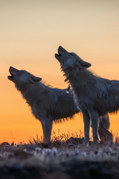 Království vlka arktického