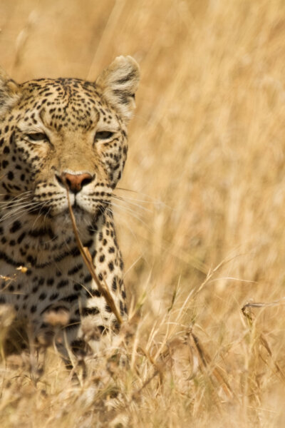 Levhart a hyena - nezvyklí přátelé