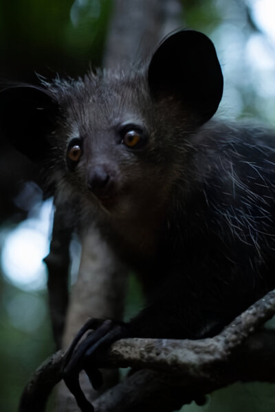 Madagaskar: Africké Galapágy