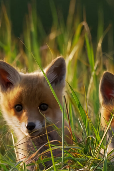 Magický les a mokřady