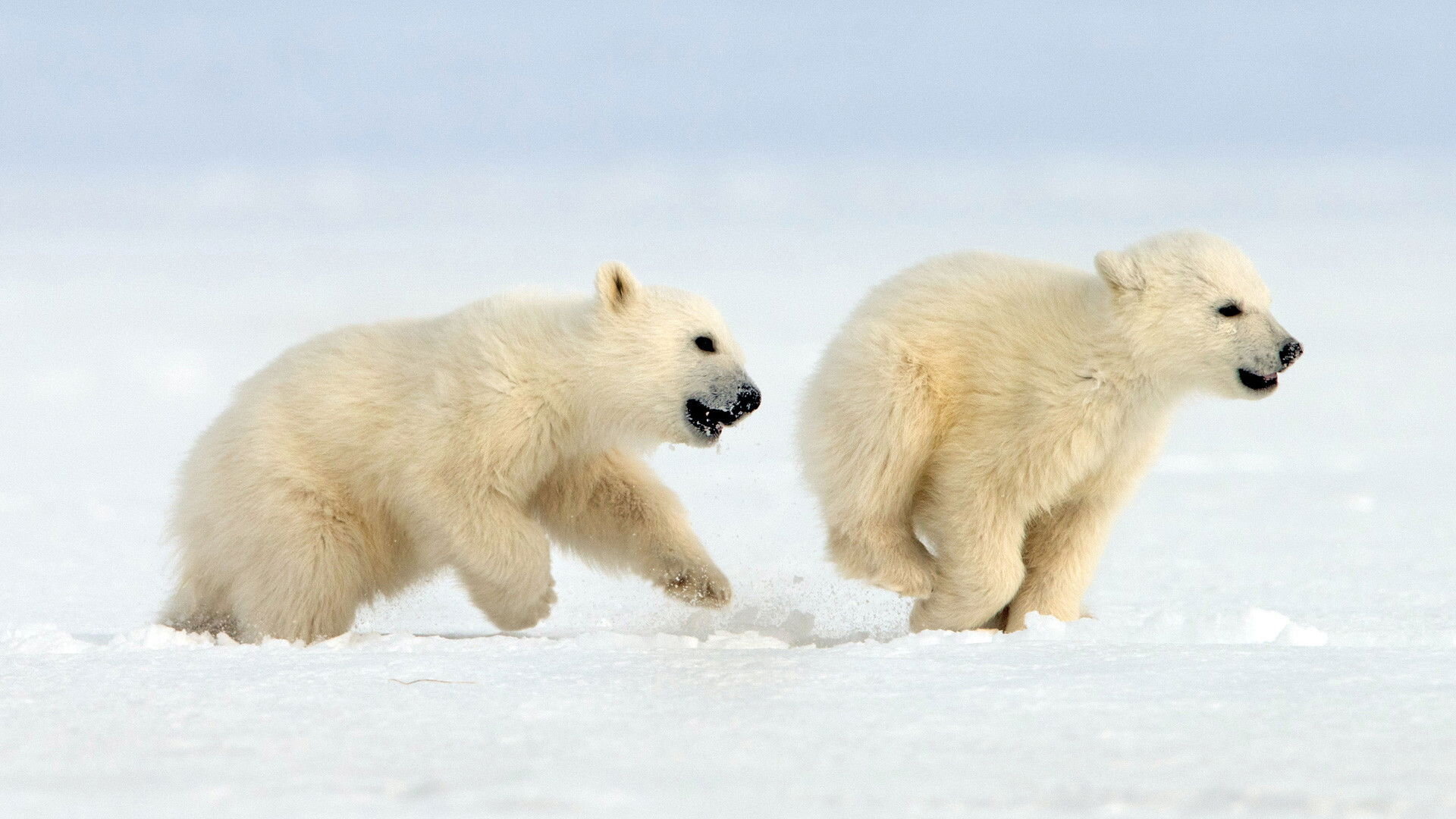 Medvíďata na sněhu