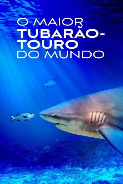 Největší žralok bělavý