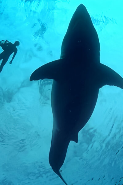 Největší žralok bílý na světě?