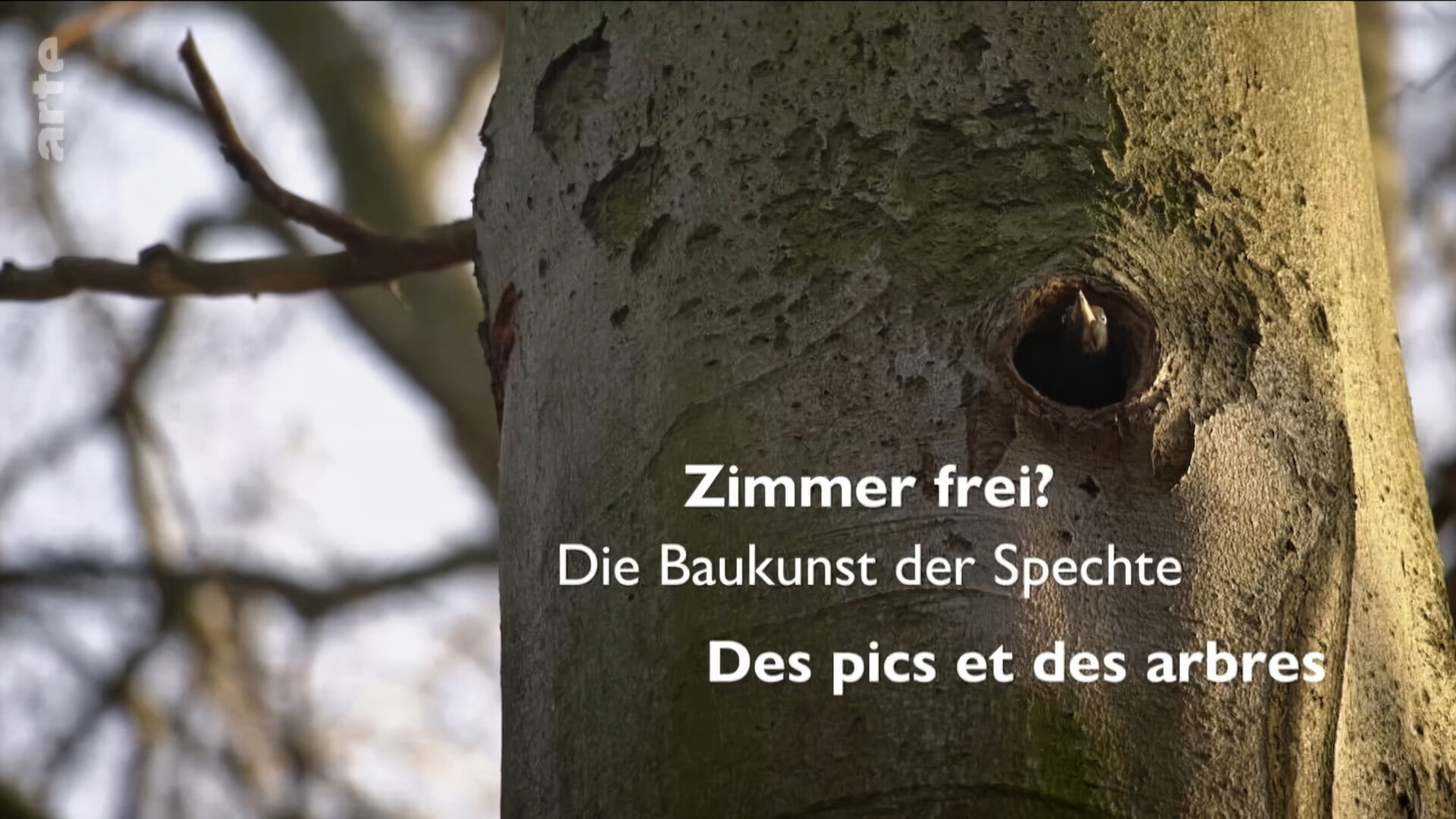 O datlech a dutinách