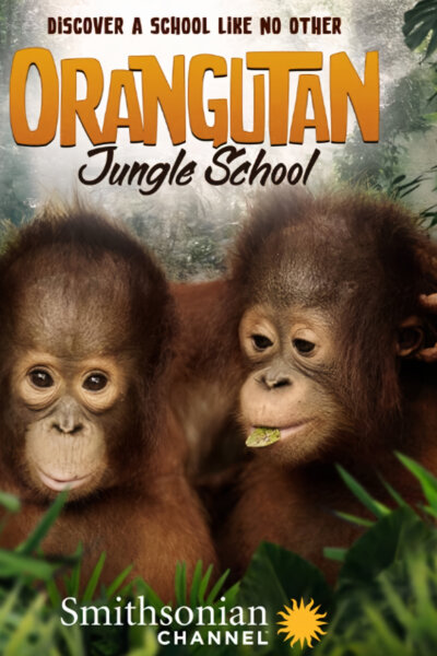 Orangutaní škola v džungli