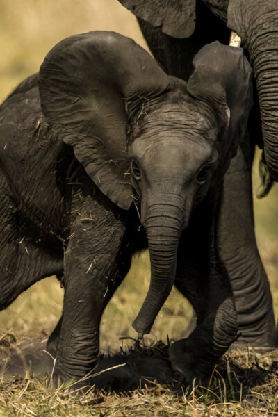 Perfektní rodiče v přírodě