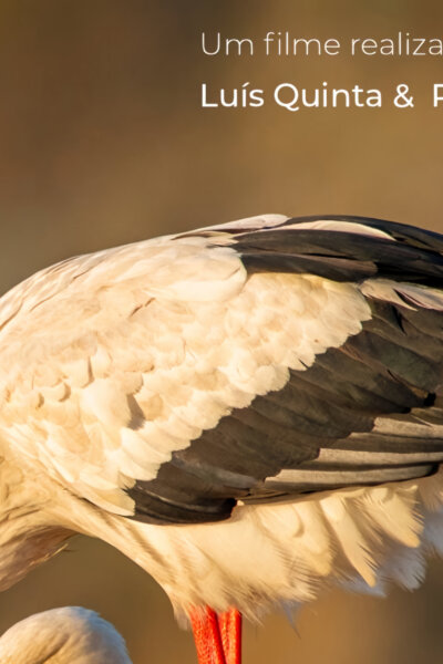 Portugalský jihozápad – pobřeží čápů