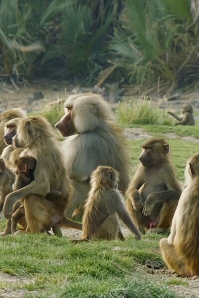 Pravidla paviání tlupy