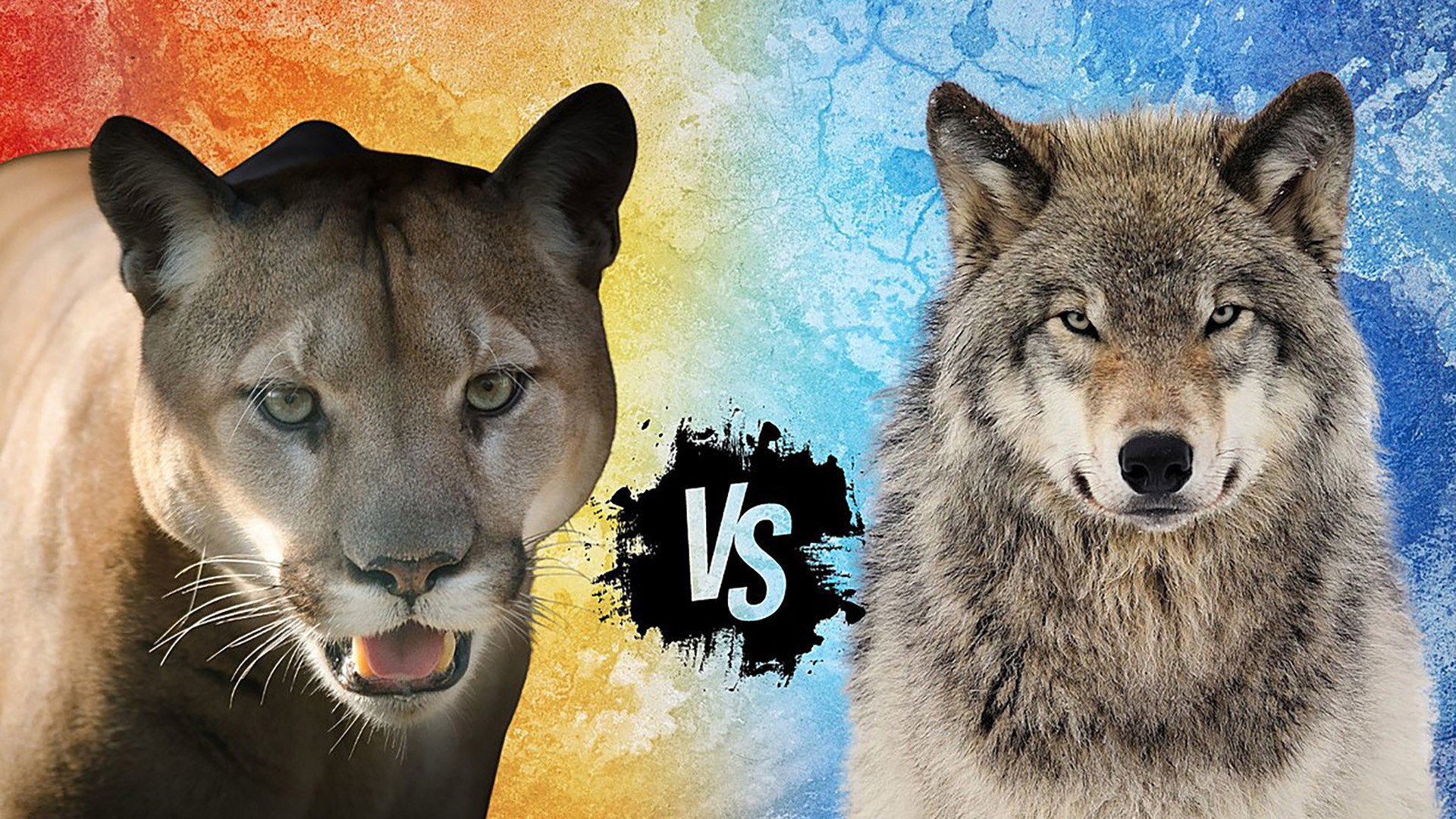 Puma versus vlk