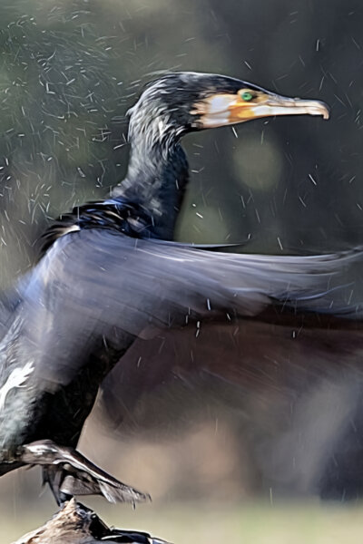 Ráj ptáků na jezeře Kerkini