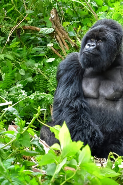 Stopování ohrožených zvířat