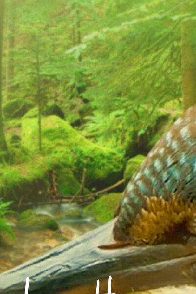 Uvnitř lesa: Období zázraků