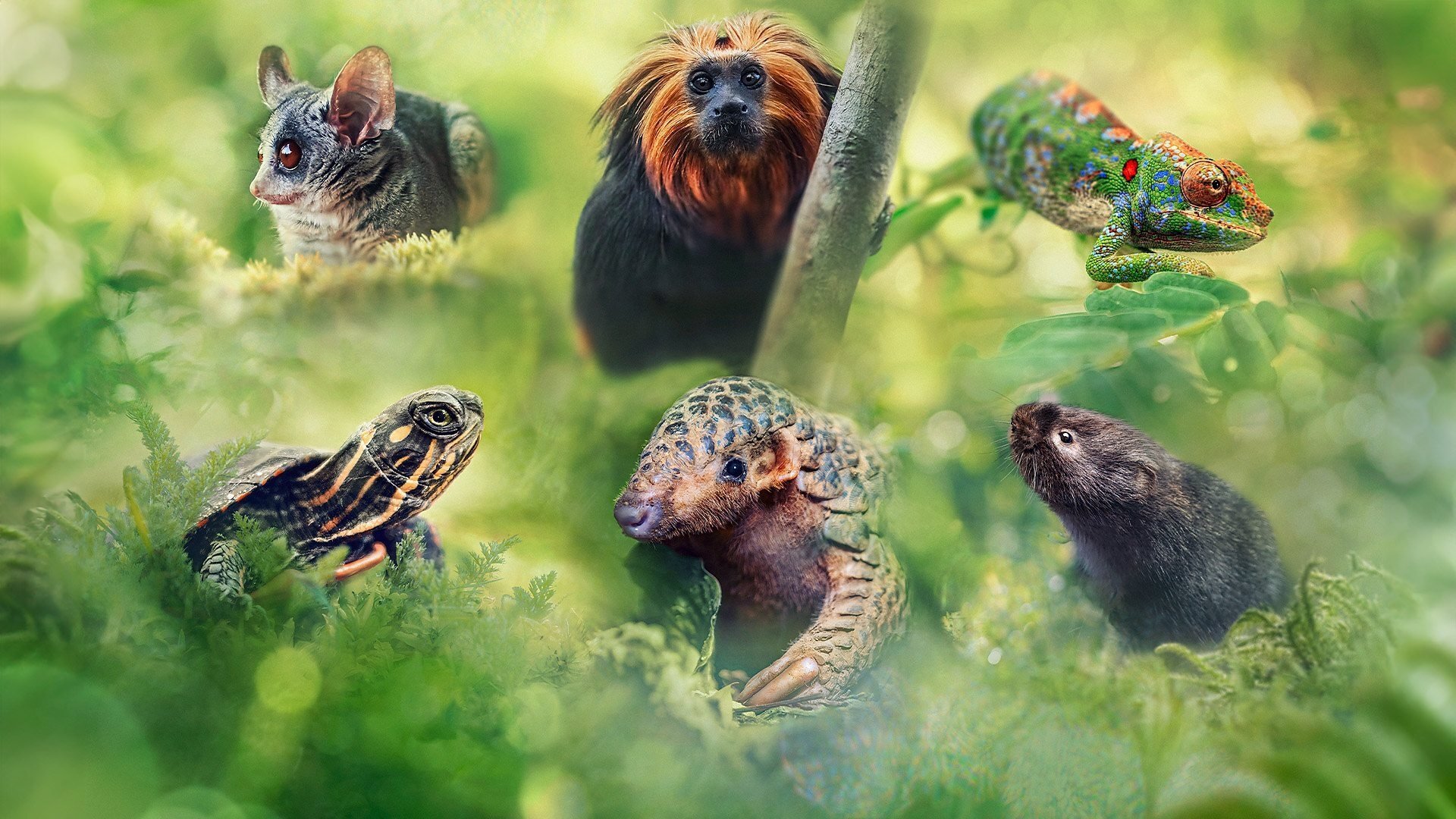 Velká putování malých živočichů