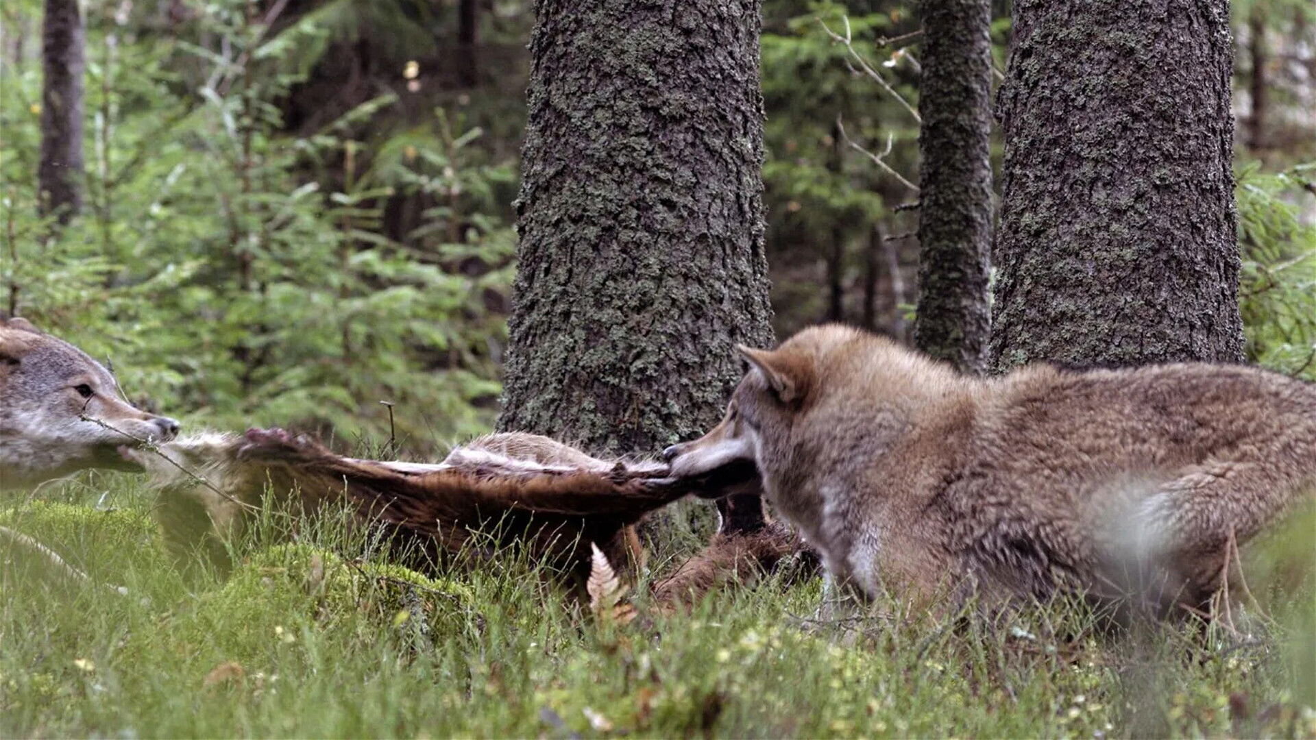 Vlk: Tulák bez hranic