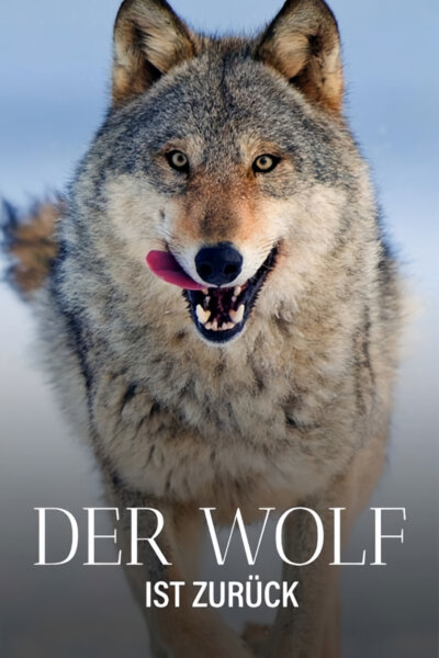 Vlk: Tulák bez hranic