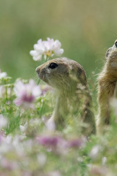 Vltava: Zlatá řeka