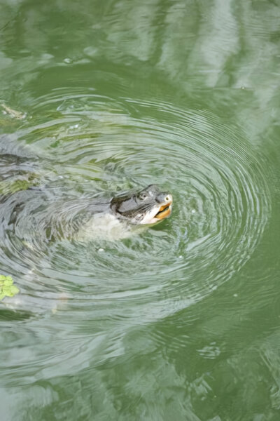 Vzácní přeživší: Legendární čínská divoká zvířata