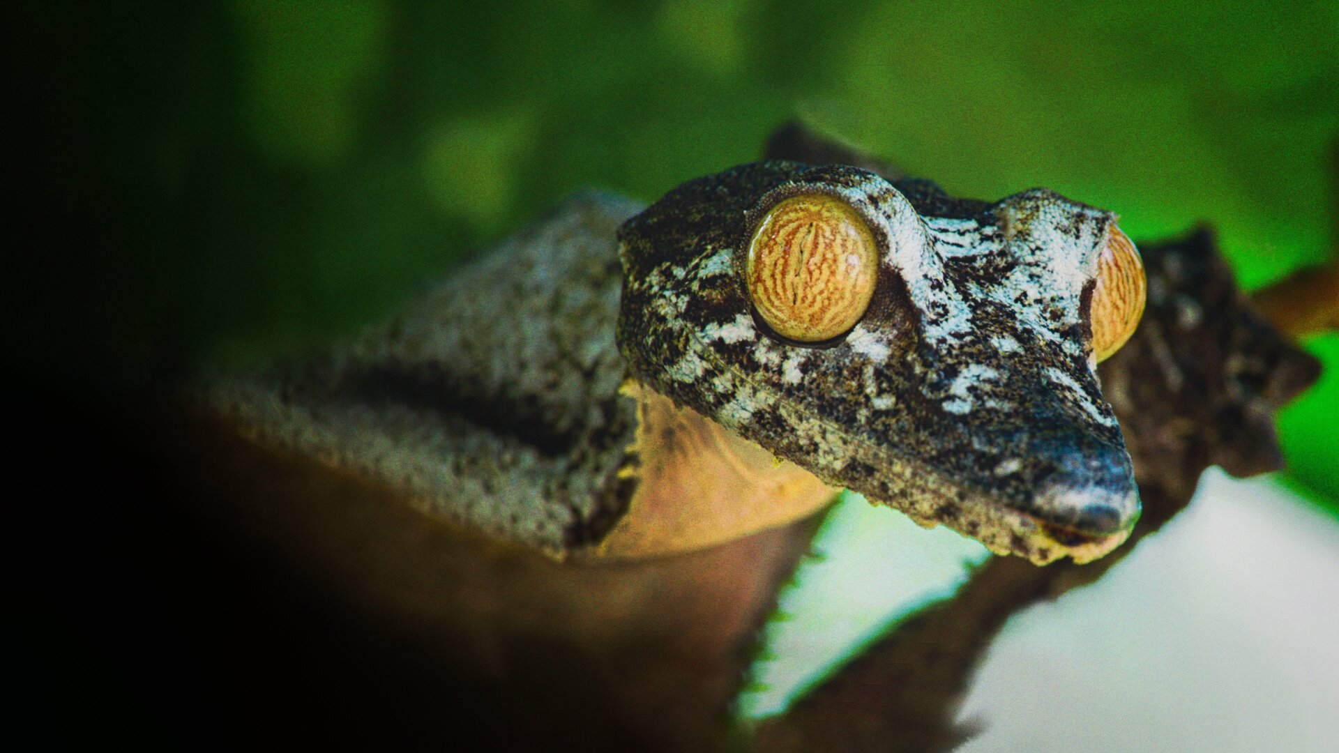 Zázraky divočiny: Madagaskar