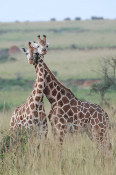 Žirafy zblízka i z výšky