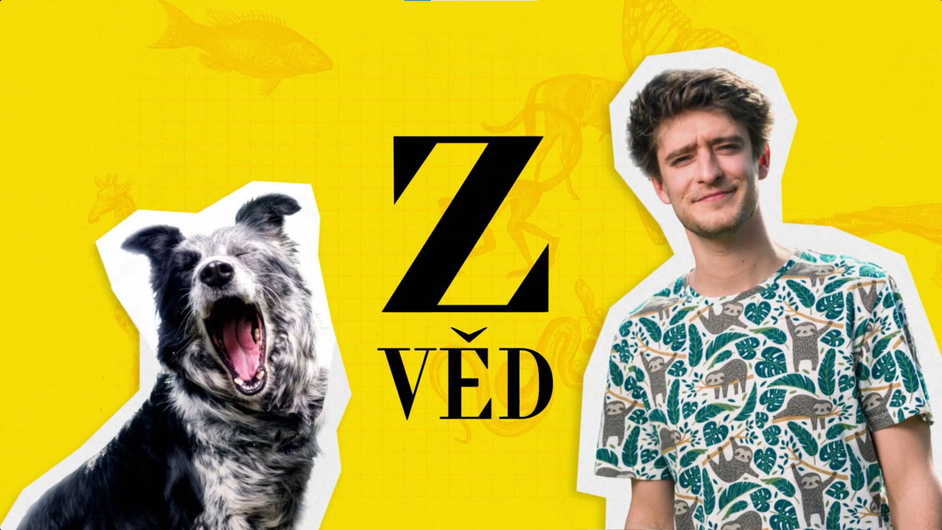 Zvěd