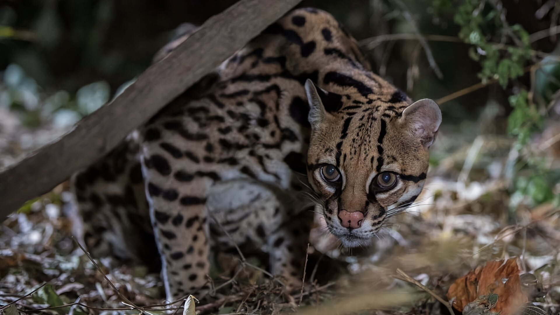 Americký ocelot
