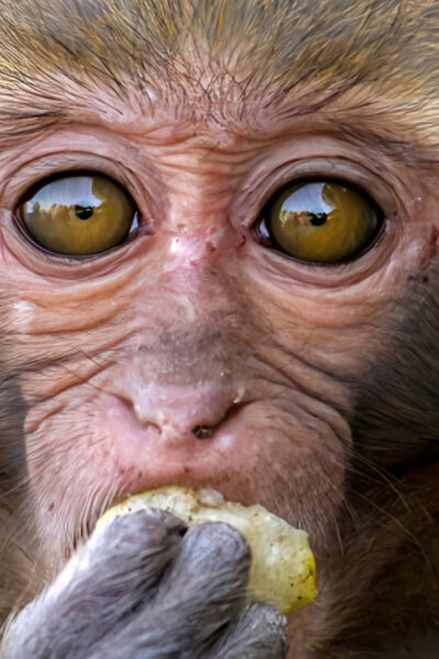 Divoký Tchaj-wan: Ostrovní džungle