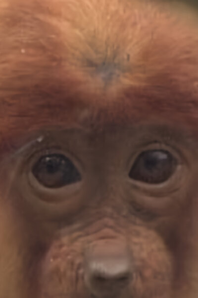 Království divočiny