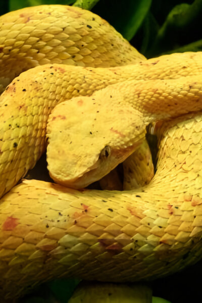 Nejnebezpečnější hadi světa