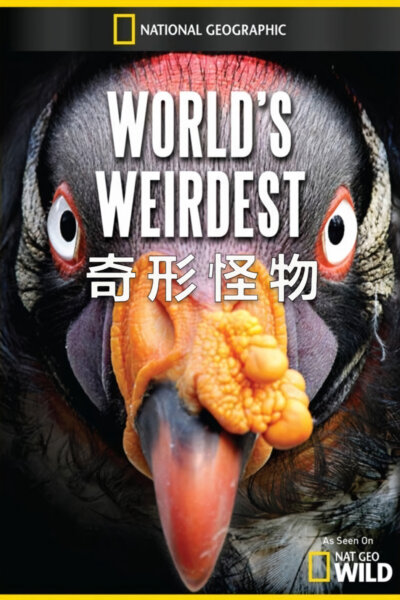 Nejpodivnější zvířata světa