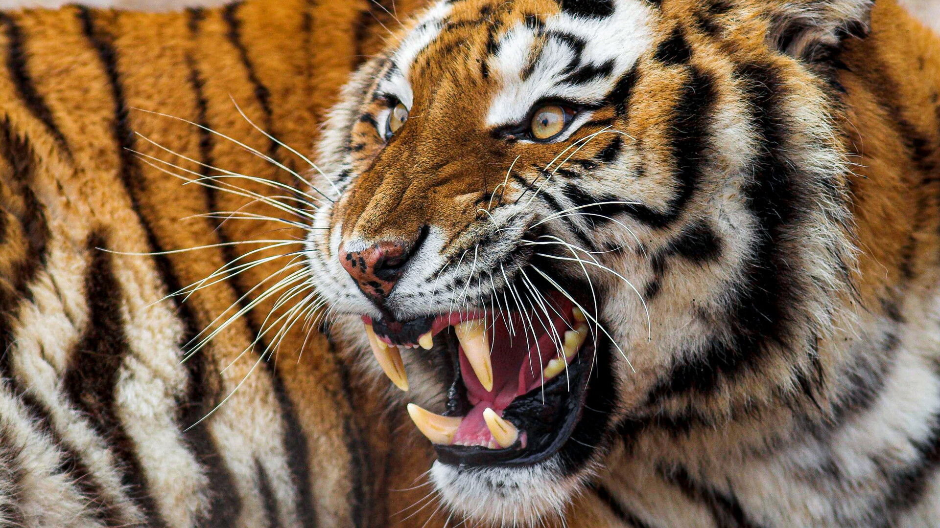 Největší zabijáci