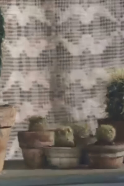 ... No, Pane Kaktus...?!