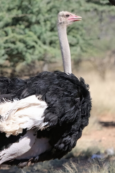 Pštrosi - život v běhu