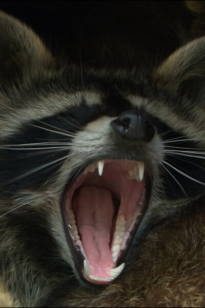 Roztomilí darebáci