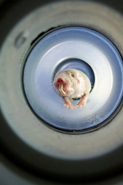 Rypoš lysý: Nejpodivnější superhrdina