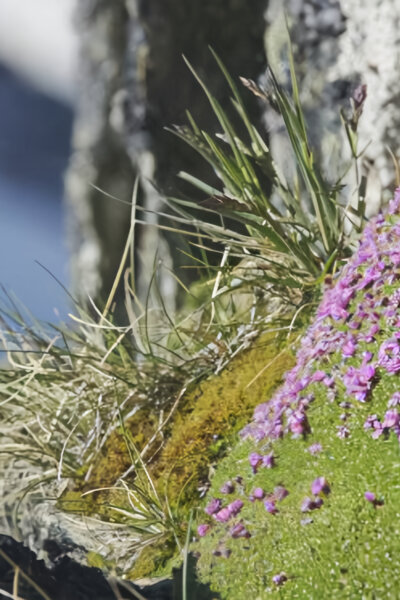 Síla rostlin – tajemný dobyvatel