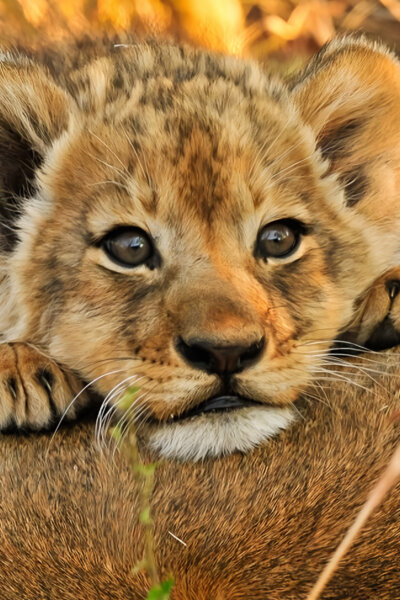 TOP 10 zvířecích mláďat