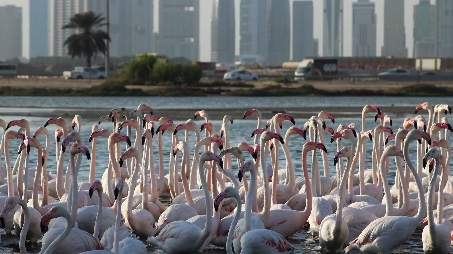 Úžasná zvířata Dubaje