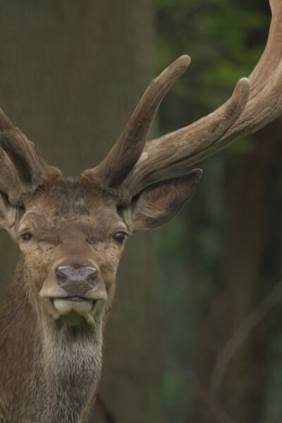 Zvířecí obři Evropy