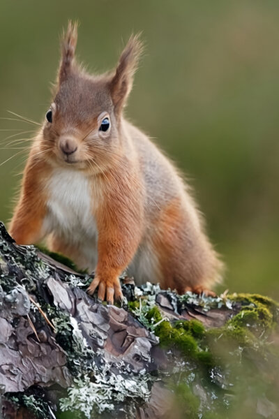 Co znamená divočina