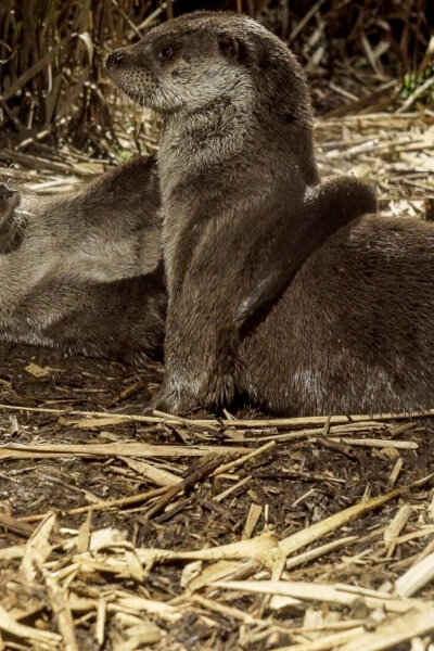 Die geheime Welt der Tiere